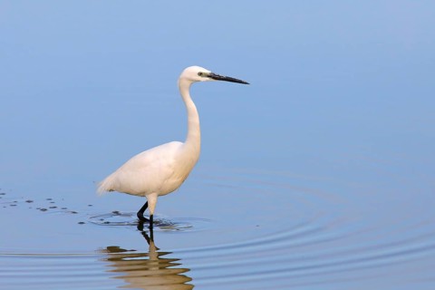 Little Egret
