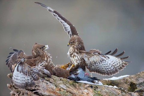 Steppe buzzard
