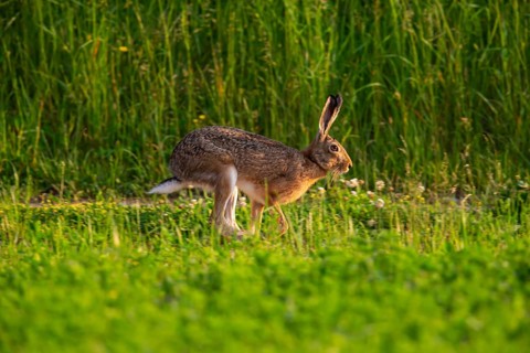 Cape hare