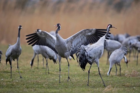 Common crane