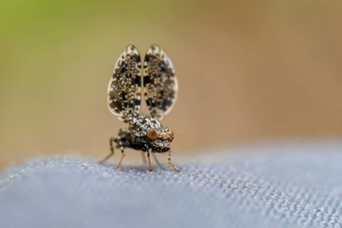 Peacock fly