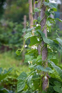 pole beans on climbing support