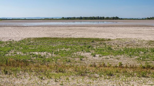 Heavily dried-up Zicksee