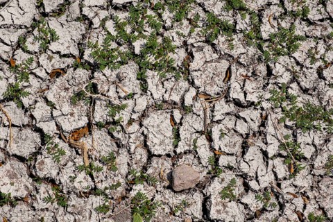 Plant that survives in arid soil