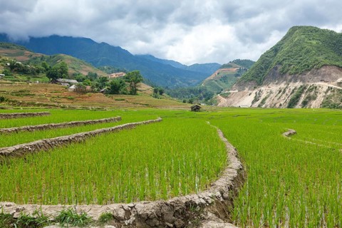 Rice field terraces