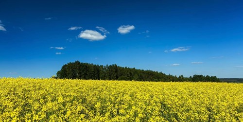 Spring summer background