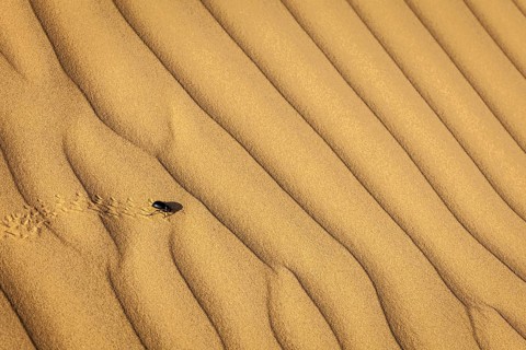 Scarab