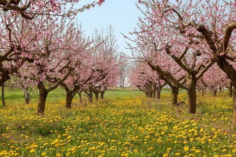 Flowering peach plantation