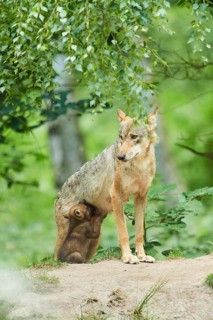 Eurasian wolf