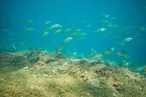 Salema porgy