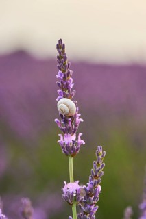 White garden snail