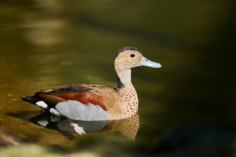 Ringed teal