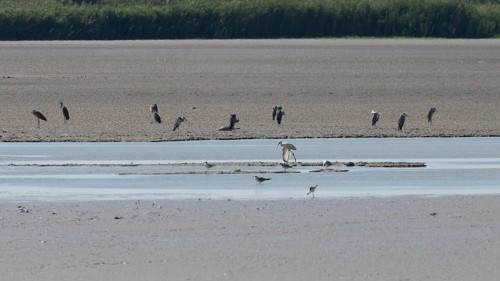 Birds at the very dry Zicksee