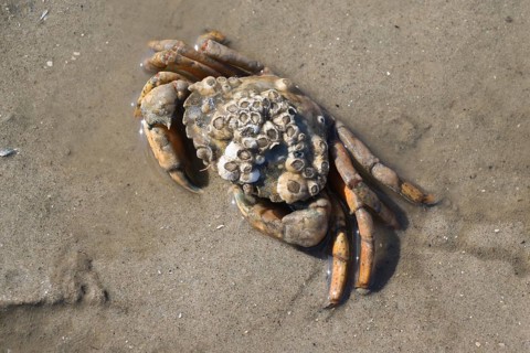 Barnacle