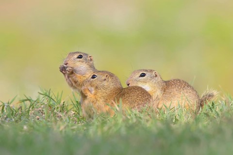 European ground squirrel