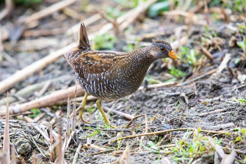 Spotted Crake