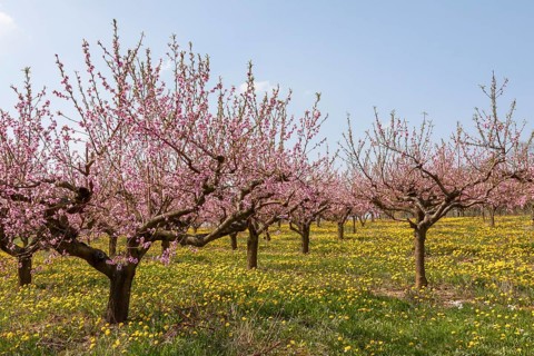 Flowering peach plantation