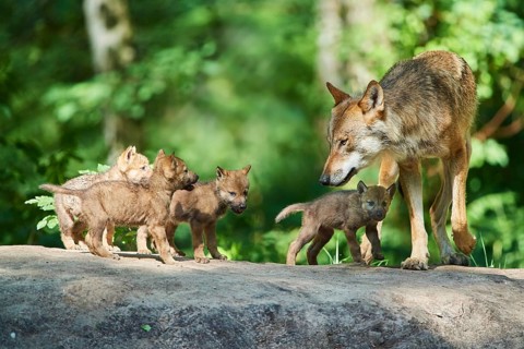 Eurasian wolf