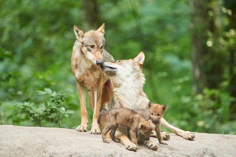 Eurasian wolf