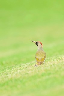 European green woodpecker