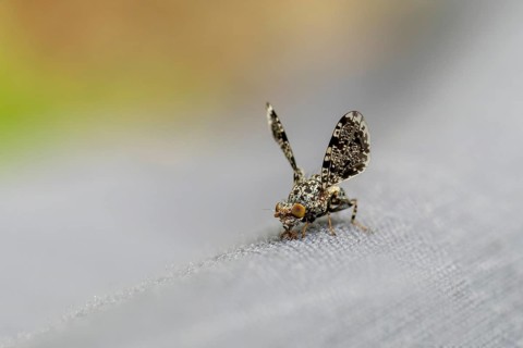Peacock fly