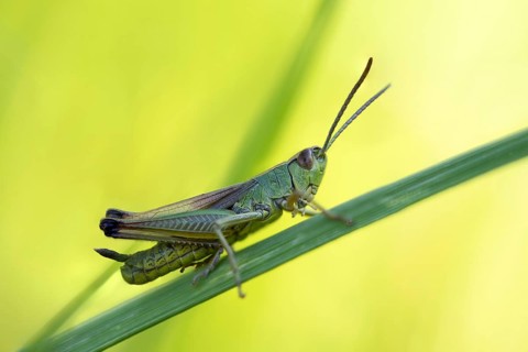 Common pink meadow grasshopper