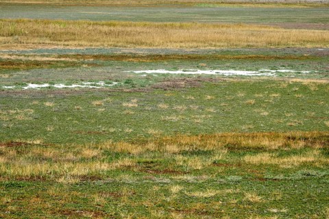 Heavily dried out Darscho or Warmsee