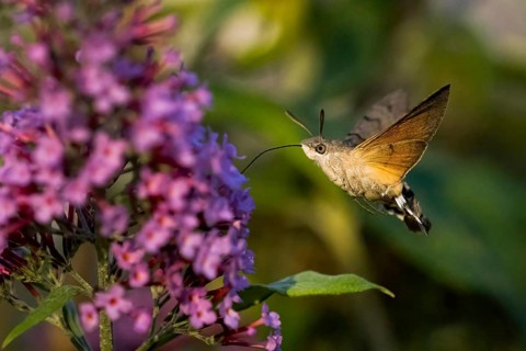 Hummingbird hawk-moth