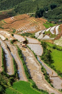 Rice field terraces