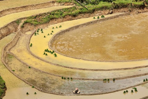 Rice field terraces