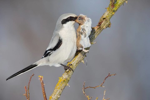Great Grey Shrike