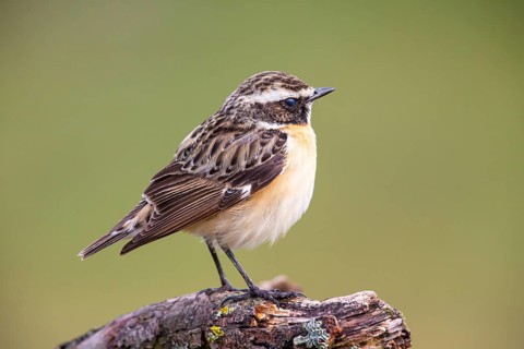 Whinchat