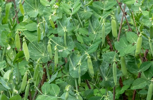 Pea