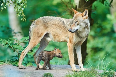 Eurasian wolf