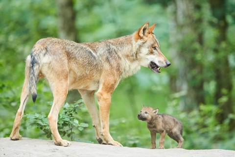 Eurasian wolf