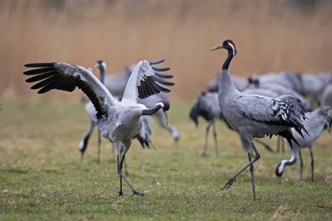 Common crane