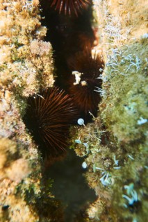 Black sea urchin