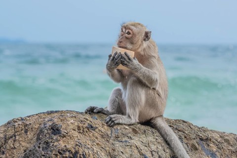 Monkey