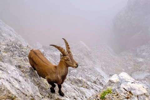 Alpine ibex
