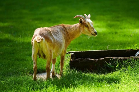 Domestic goats