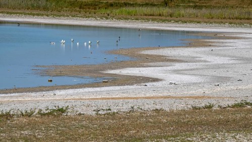 Heavily dried out Darscho or Warmsee