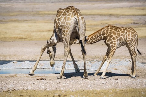 Angolan giraffes