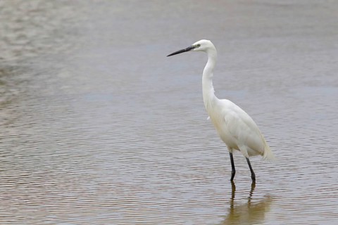 Little Egret