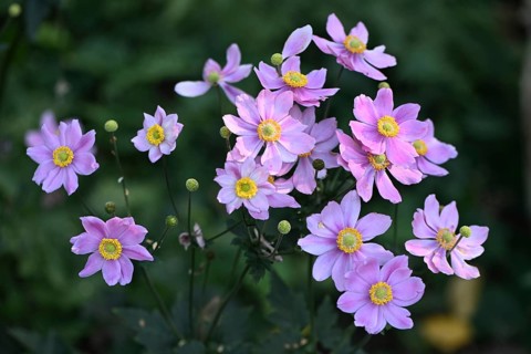 Chinese anemone