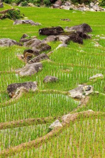 Rice field terraces