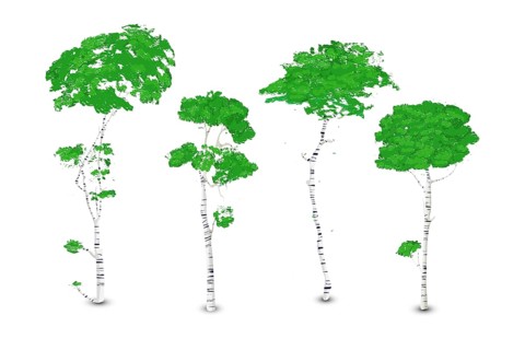 Birch trees set