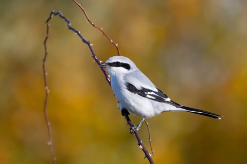 Great Grey Shrike