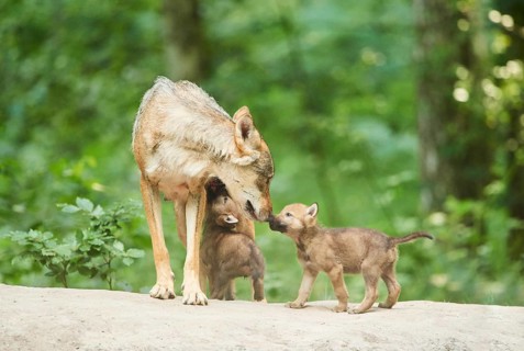 Eurasian wolf