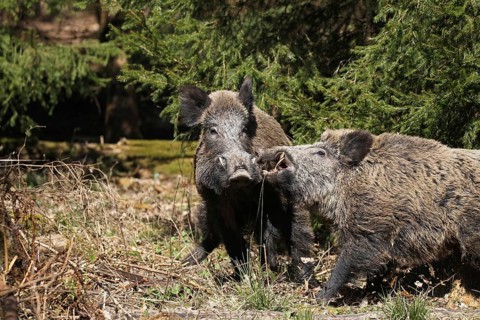 Wild boar