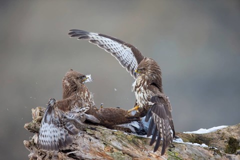 Steppe buzzard